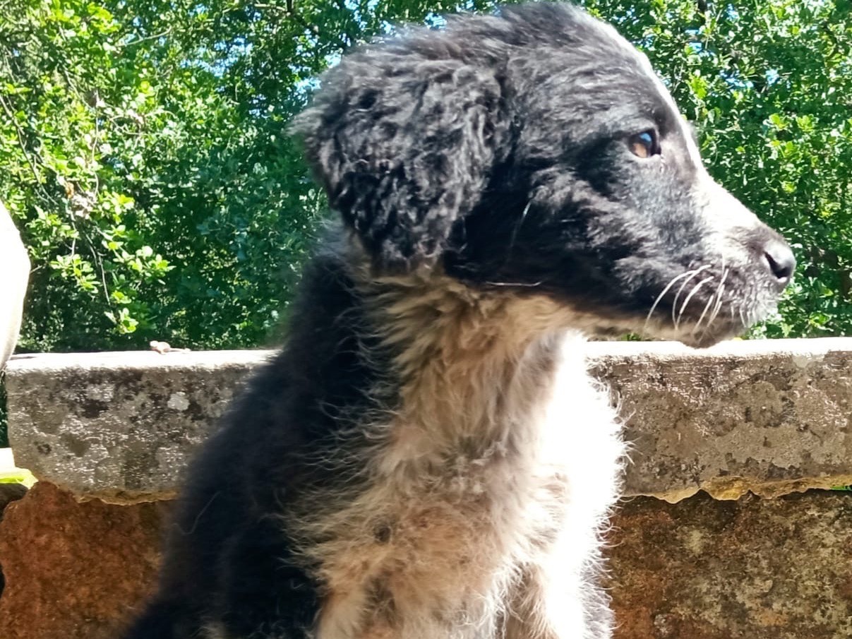 Adotta un cane, femmina, 2 mesi, Siracusa