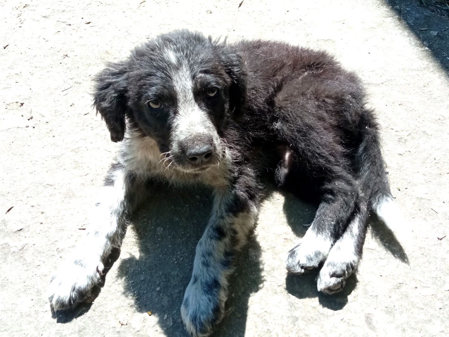 Adotta un cane, taglia media, femmina, Siracusa
