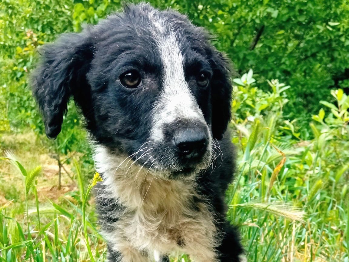 Vuoi adottare un cane a Siracusa?