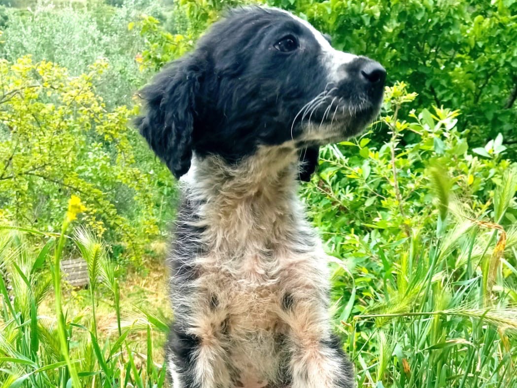 Adotta il cane Brenda  a Siracusa