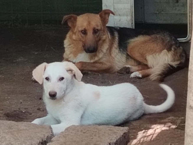 Adotta un cane, maschio, 3 mesi, Roma