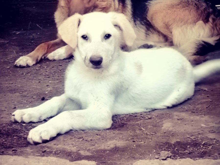Adotta un cane, taglia grande, maschio, Roma