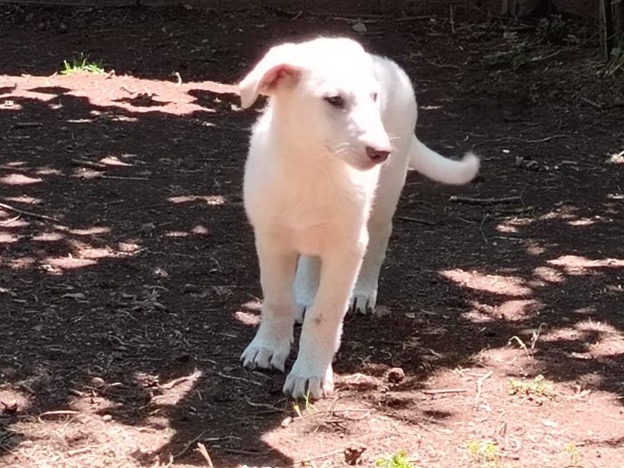 Vuoi adottare un cane a Roma?