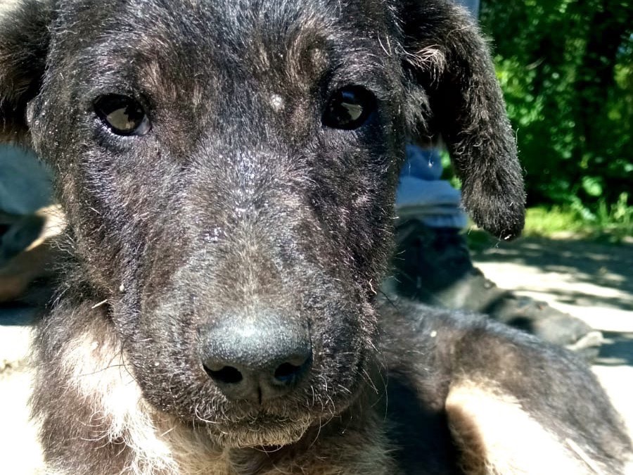 Vuoi adottare un cane a Siracusa?