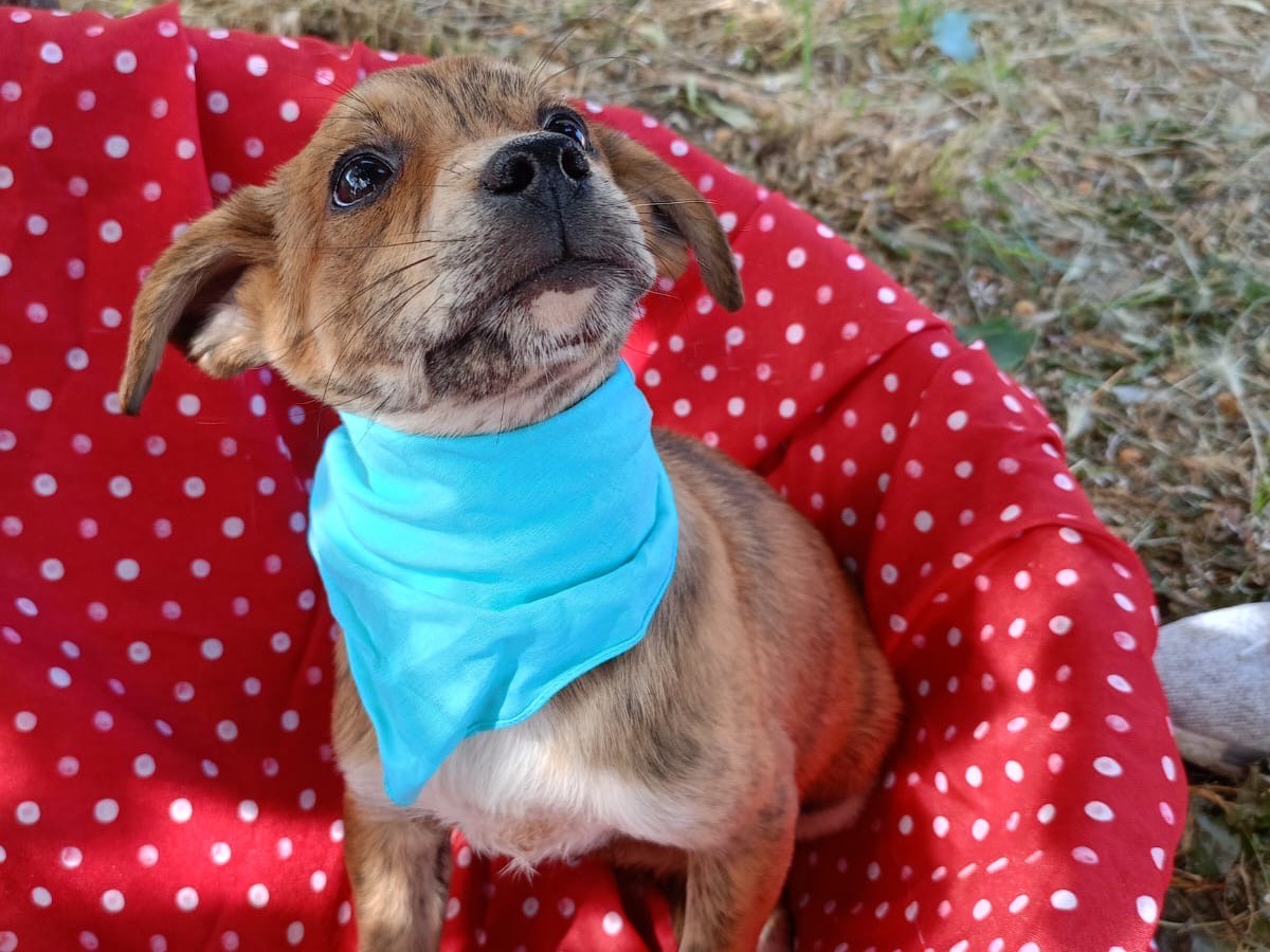 Adotta un cane, taglia media contenuta, maschio, Cosenza