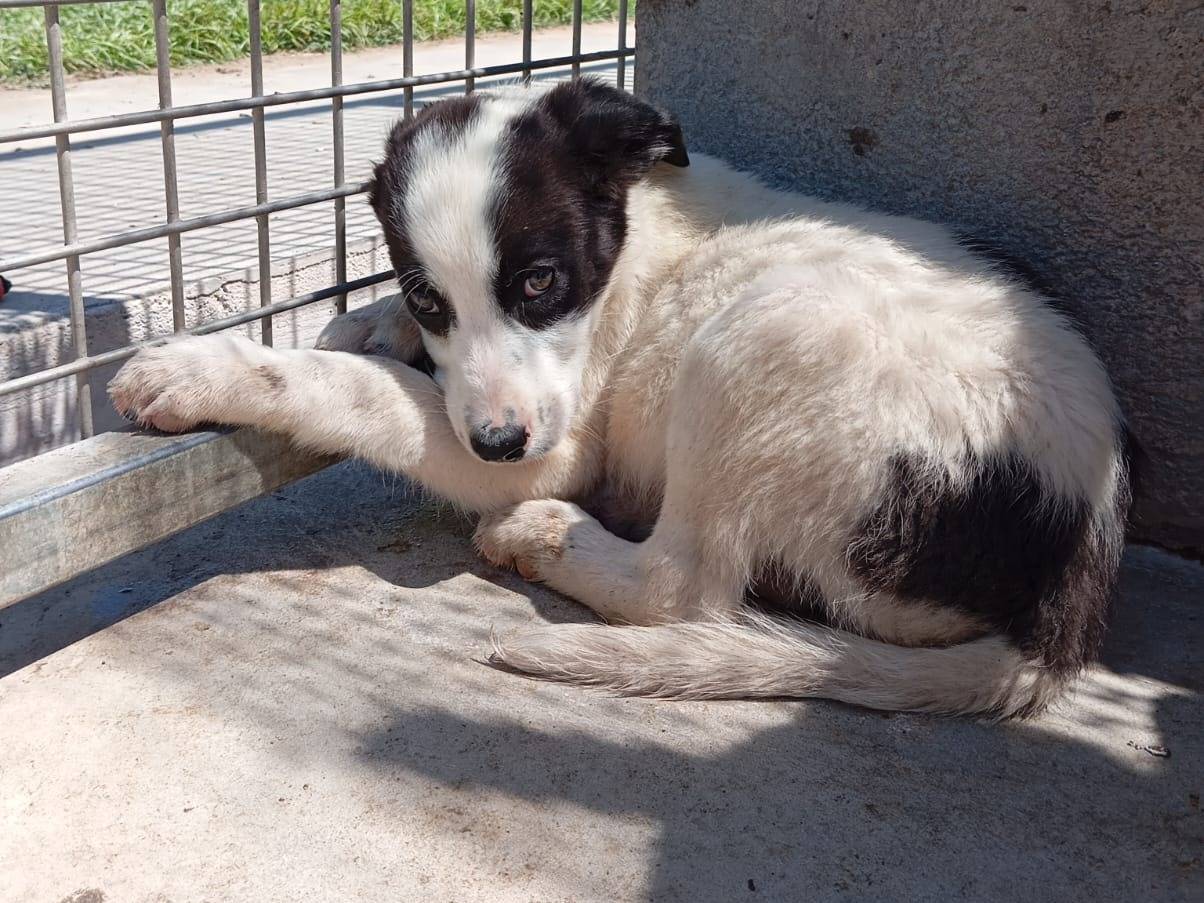 Foto dell'animale