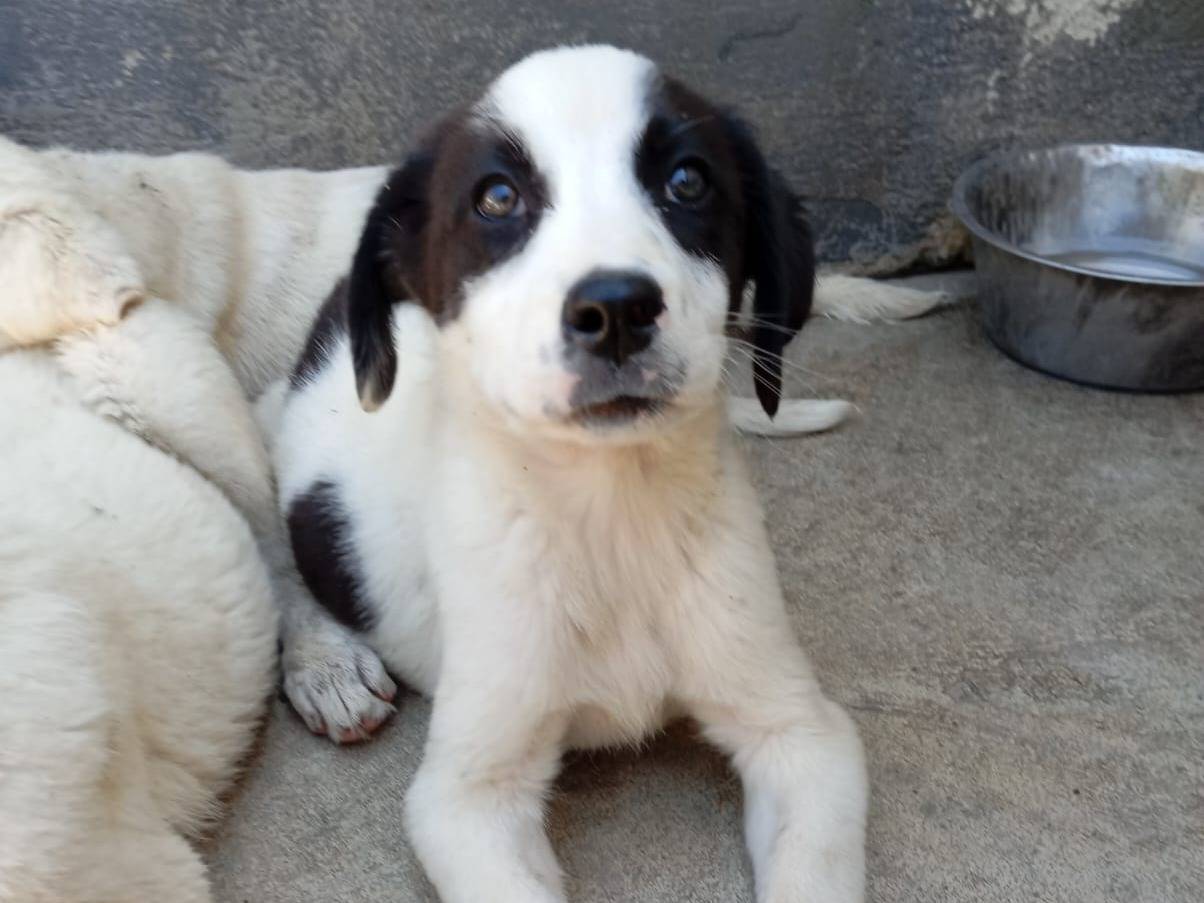 Adotta un cane, maschio, 2 mesi, Caserta