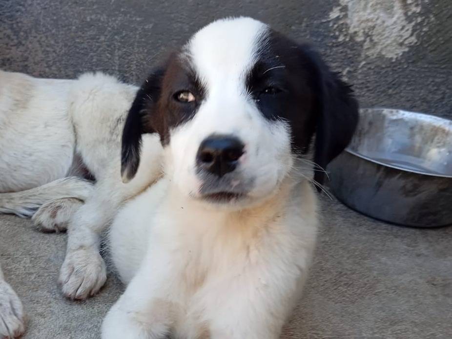Adotta un cane, taglia media, maschio, Caserta
