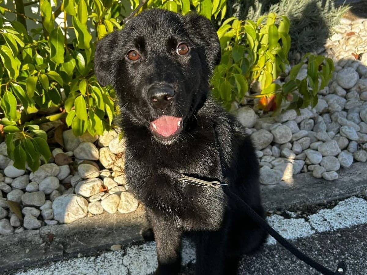 Adozione cane, femmina, Razza sconosciuta Razza sconosciuta, 1 anno e 5 mesi, taglia media contenuta, Latina