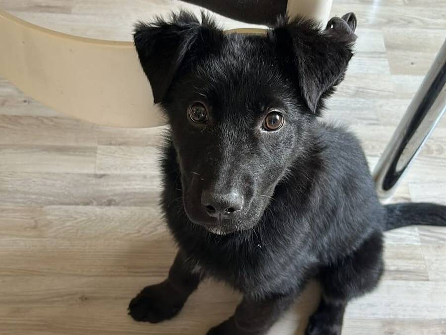 Adotta un cane, femmina, 1 anno e 5 mesi, Latina