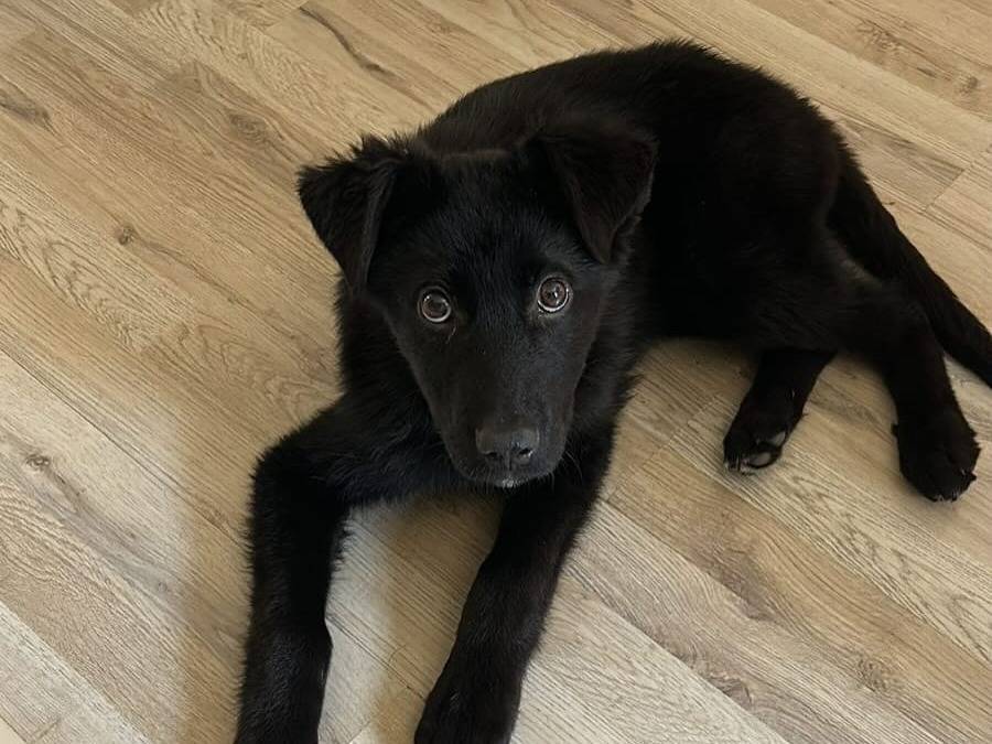 Adotta un cane, taglia media contenuta, femmina, Latina