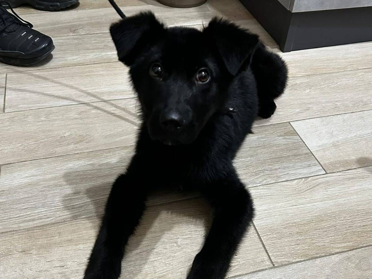 Vuoi adottare un cane a Latina?