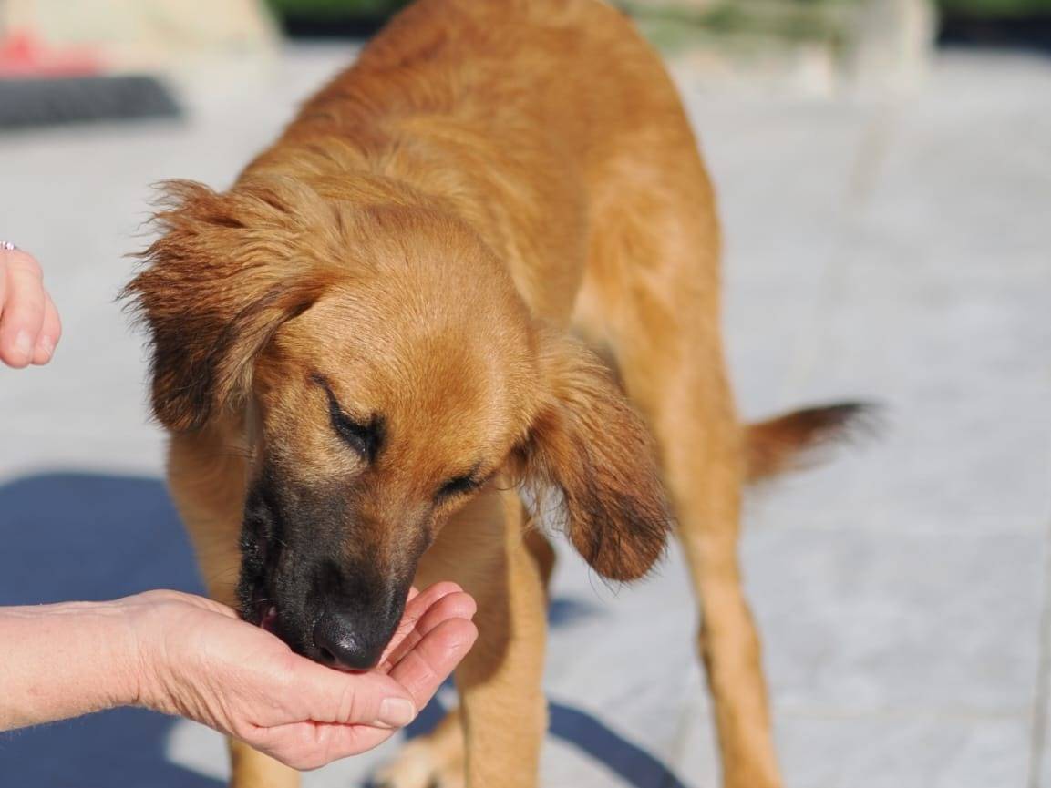 Adotta un cane, taglia media, femmina, Genova
