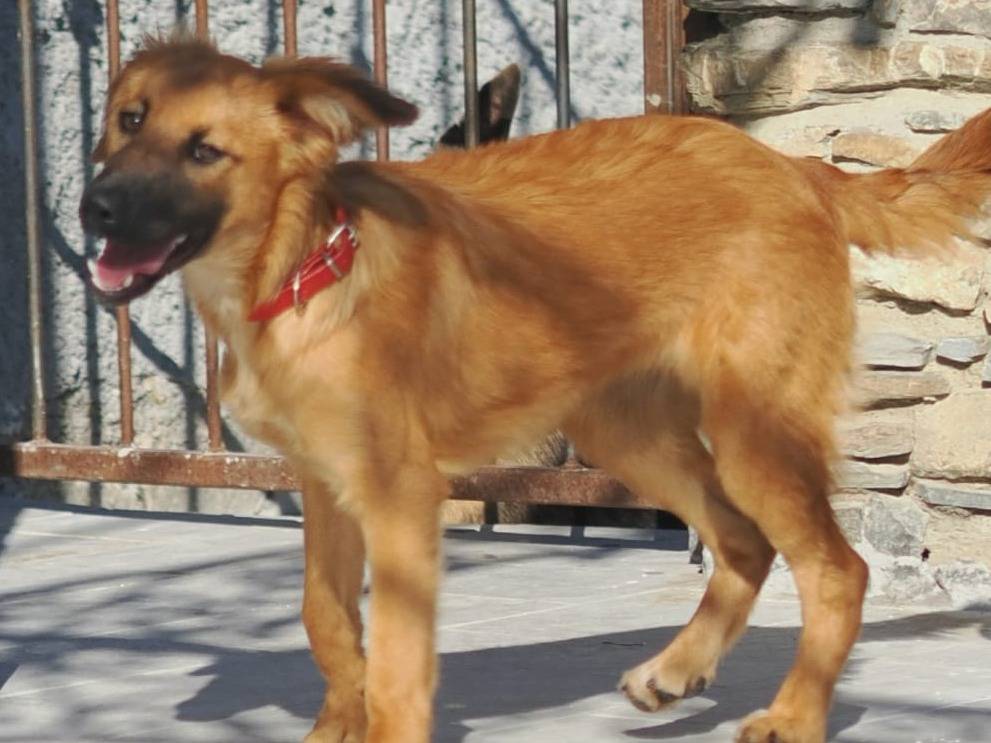 Adotta il cane Pedra a Genova