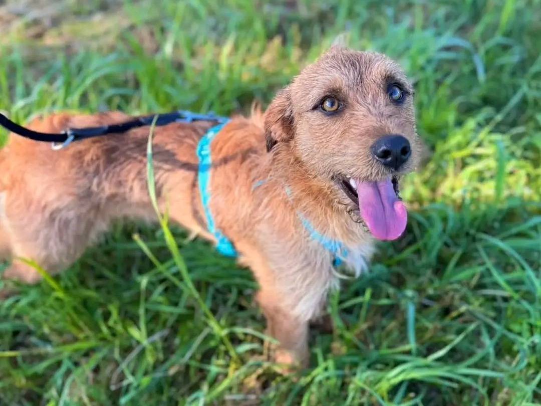Adotta un cane, maschio, 10 mesi, Cremona