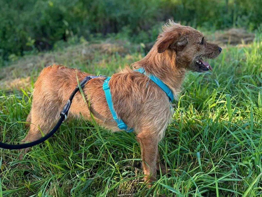 Adotta un cane, taglia media contenuta, maschio, Cremona