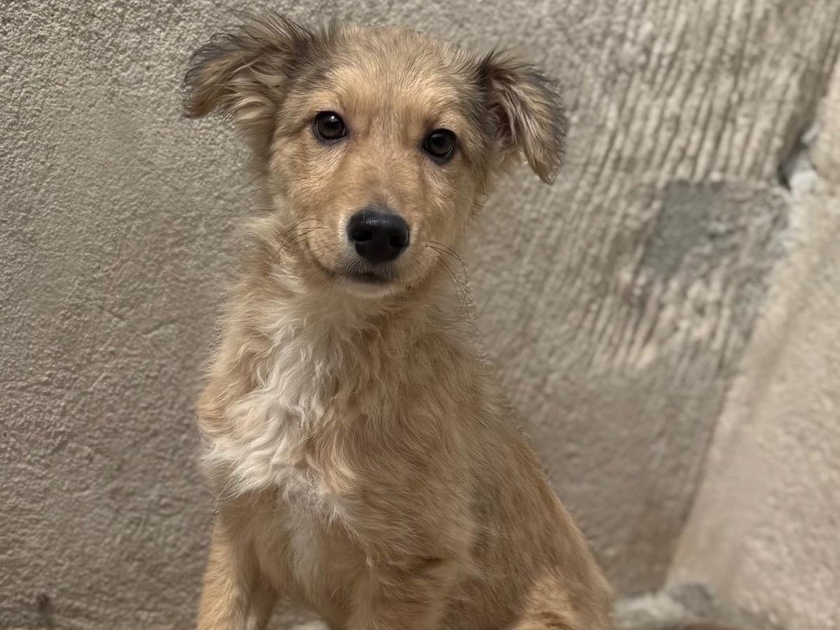 Adozione cane, maschio, Razza sconosciuta Razza sconosciuta, 3 mesi, taglia media, Salerno