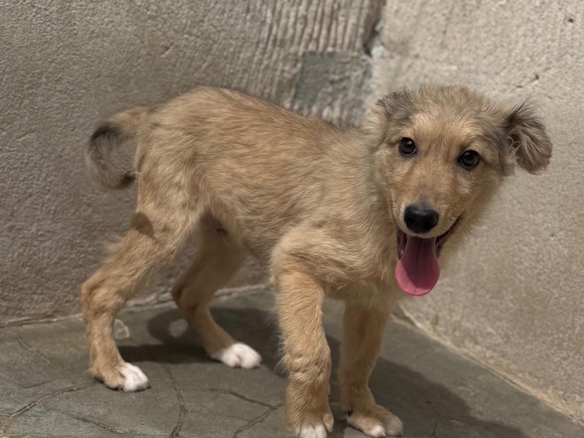 Adotta un cane, maschio, 3 mesi, Salerno
