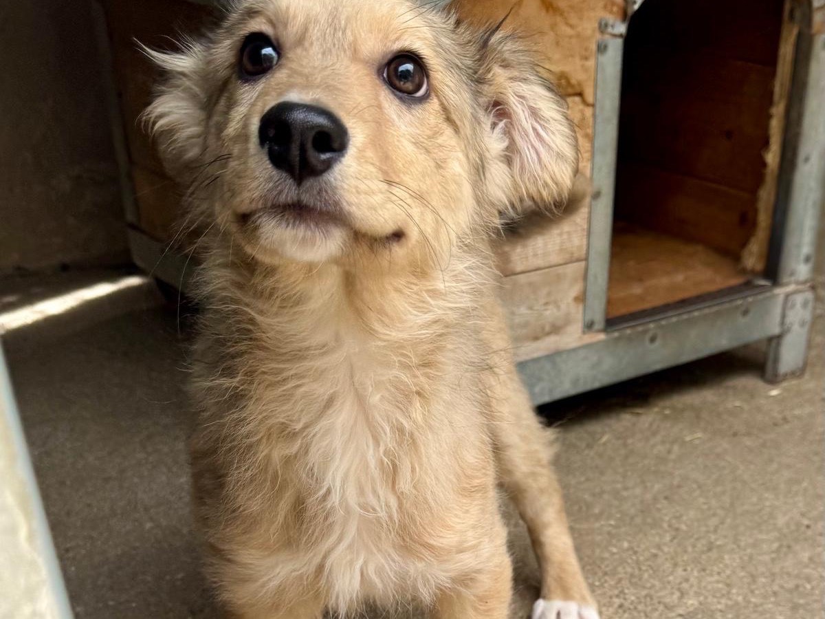 Adotta un cane, taglia media, maschio, Salerno