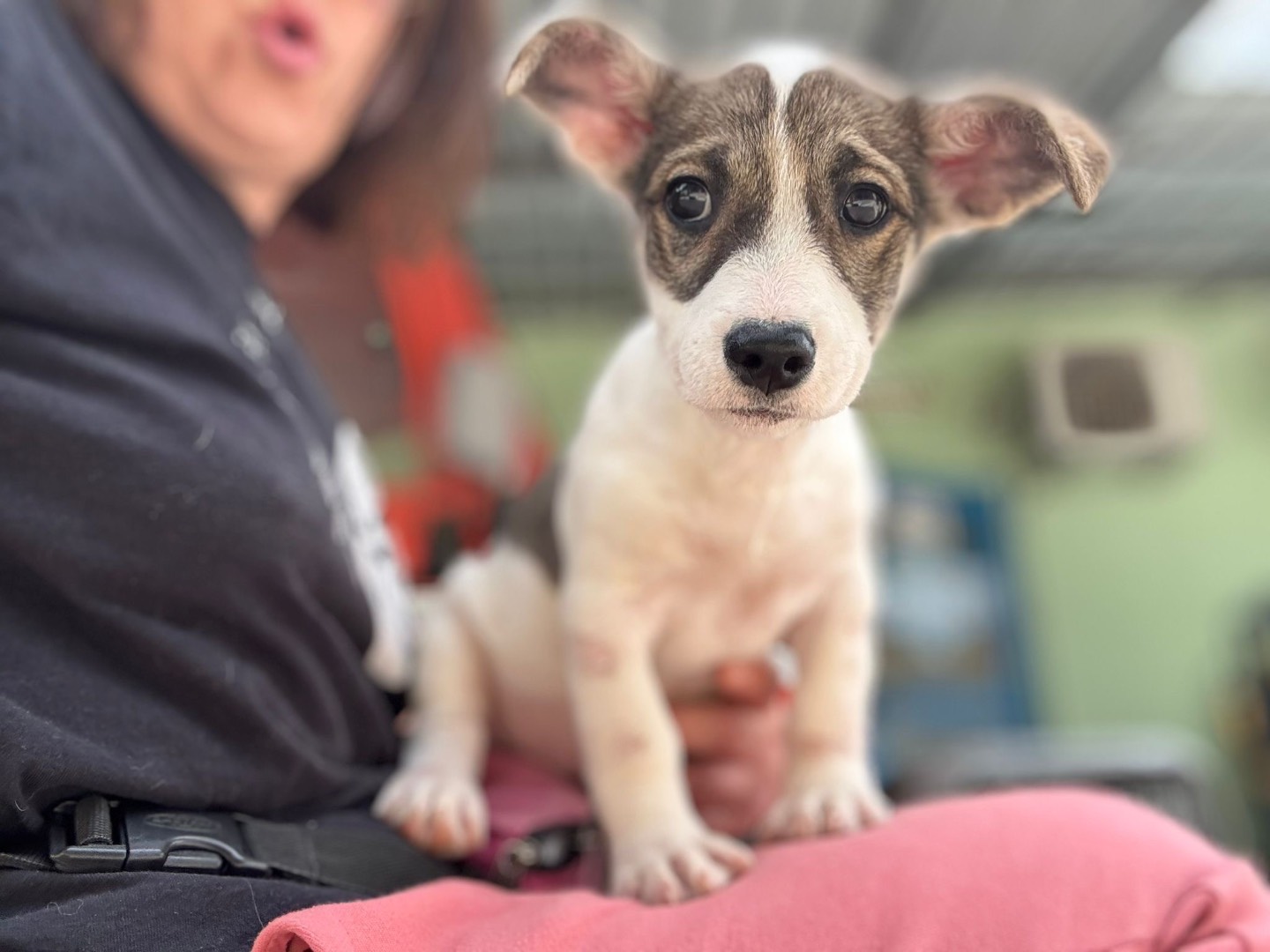 Foto dell'animale