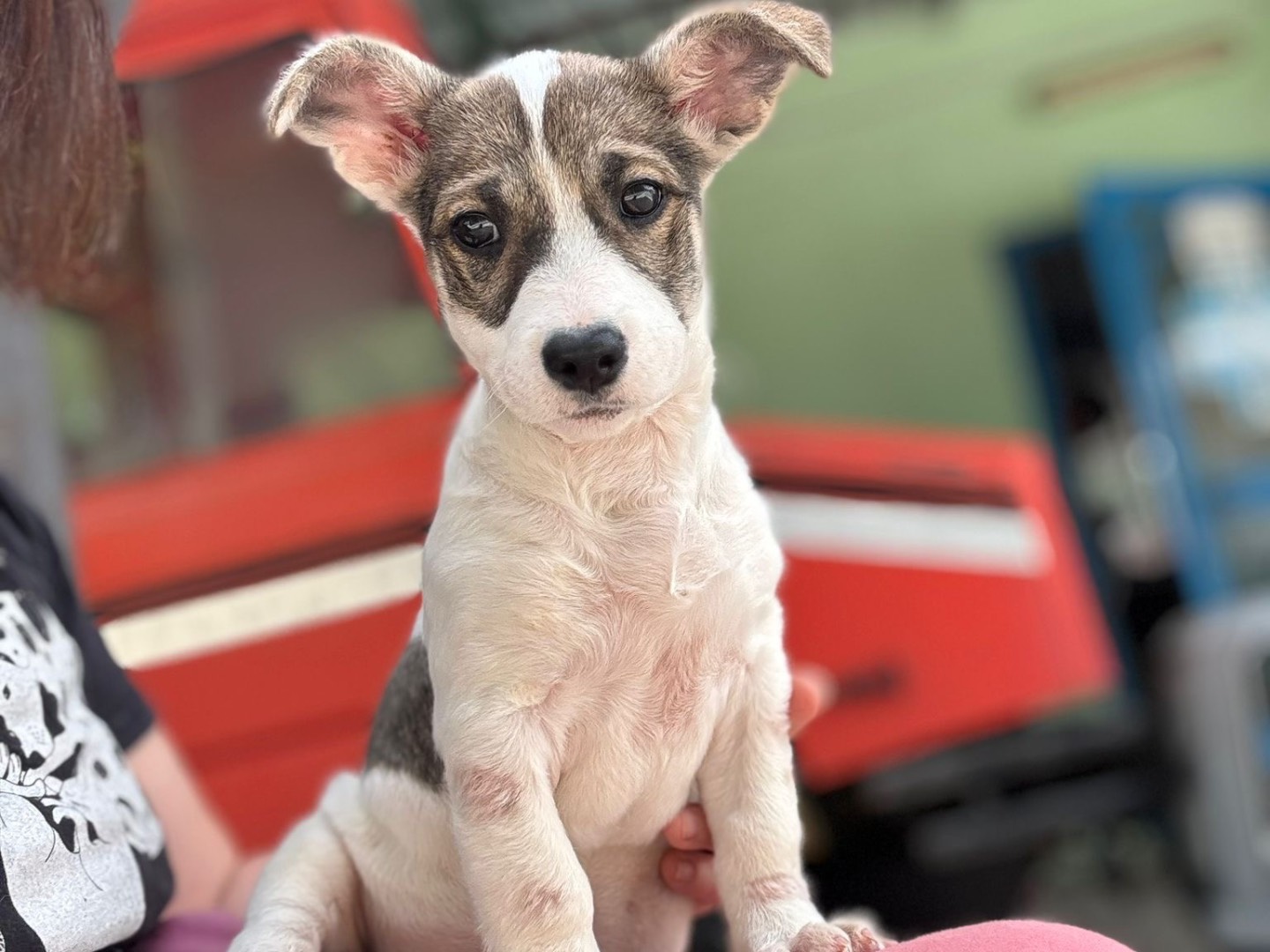 Adotta un cane, femmina, 3 mesi, Salerno