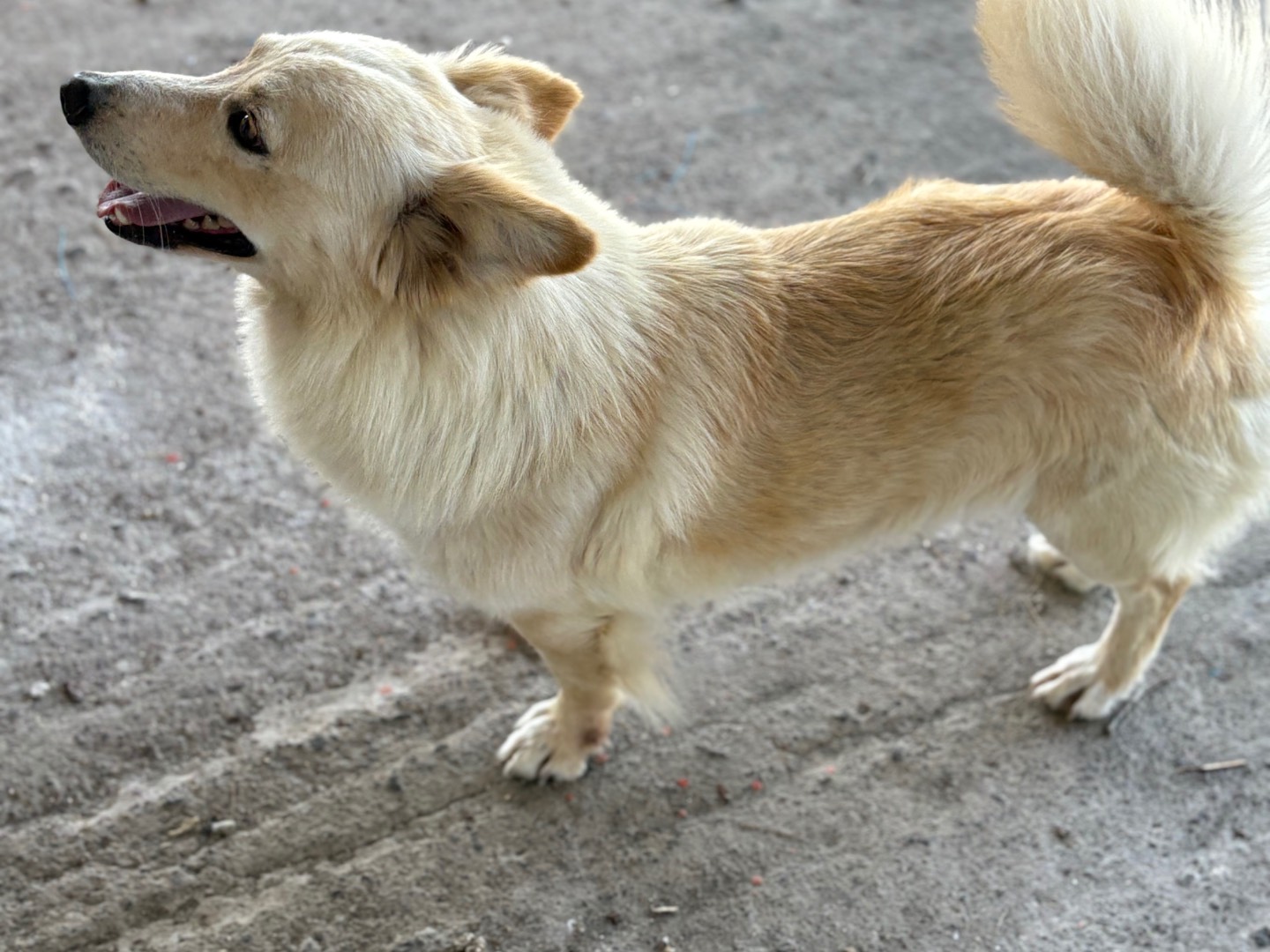 Adotta un cane, maschio, 5 anni  e 1 mese, Siracusa