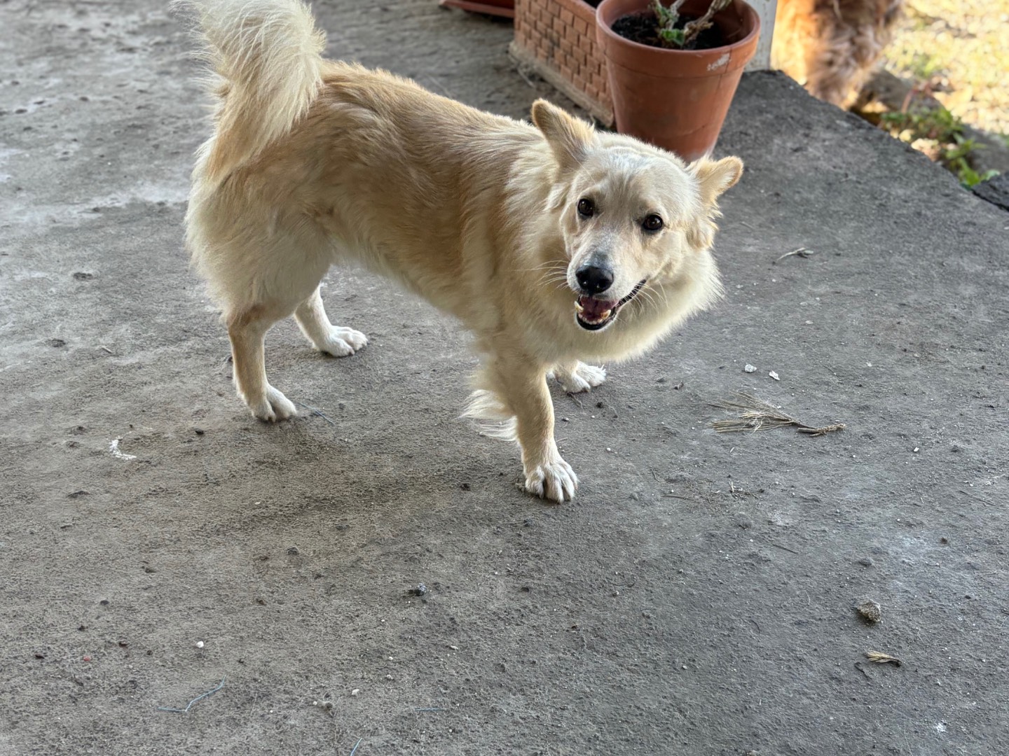 Adotta un cane, taglia media contenuta, maschio, Siracusa