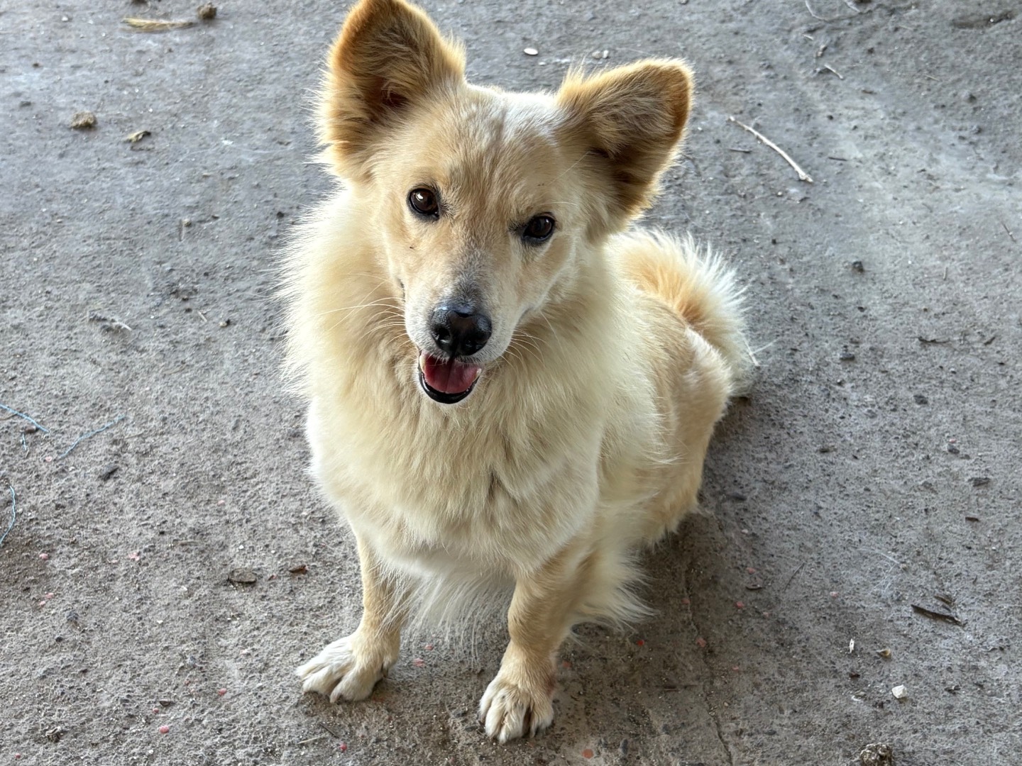 Vuoi adottare un cane a Siracusa?