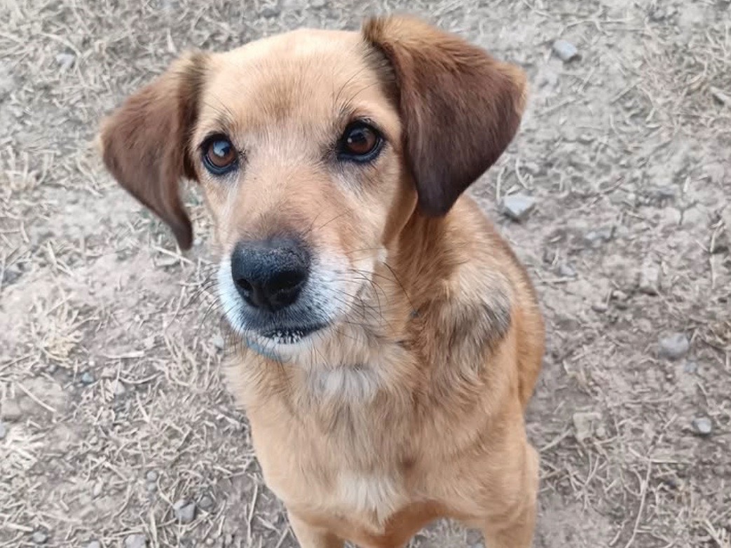 Adotta un cane, femmina, 7 anni  e 9 mesi , Cagliari