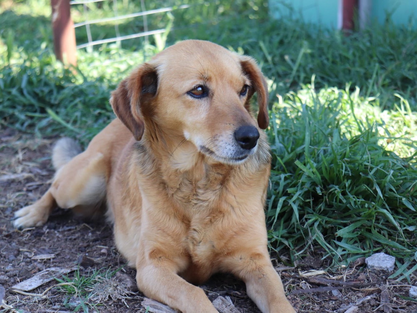 Adotta un cane, taglia media contenuta, femmina, Cagliari