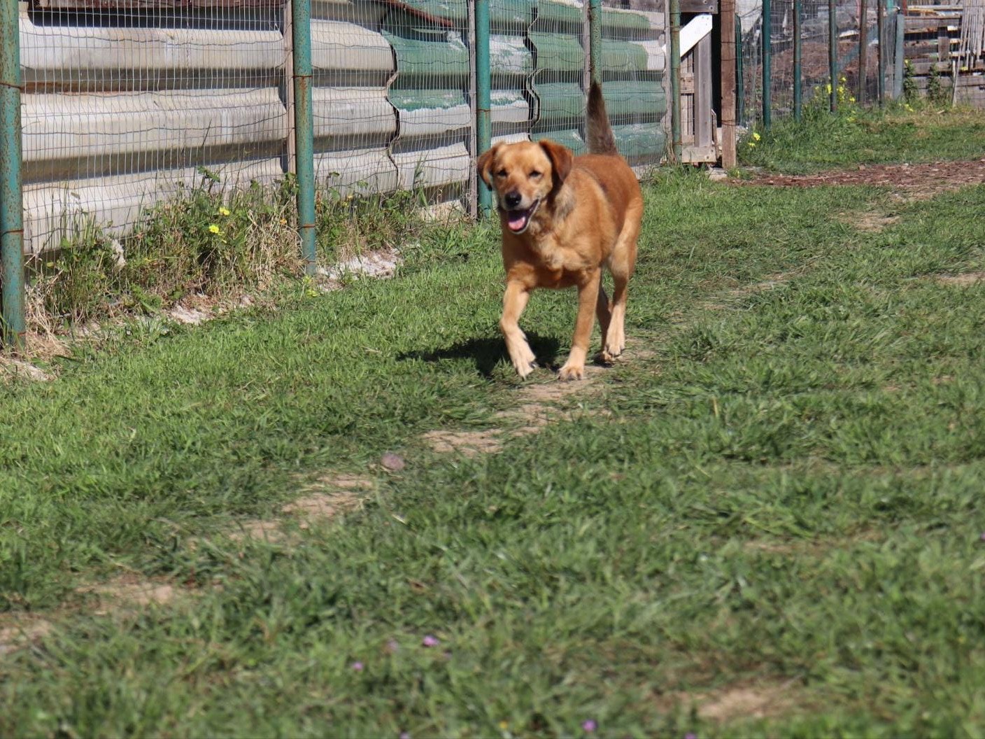Vuoi adottare un cane a Cagliari?
