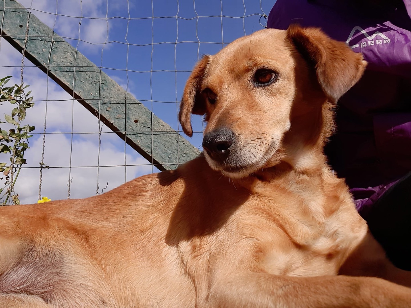 Adotta il cane Tonia a Cagliari