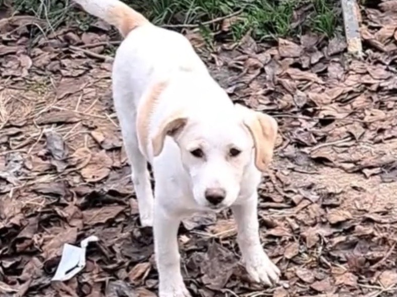Adotta un cane, taglia media contenuta, femmina, Milano