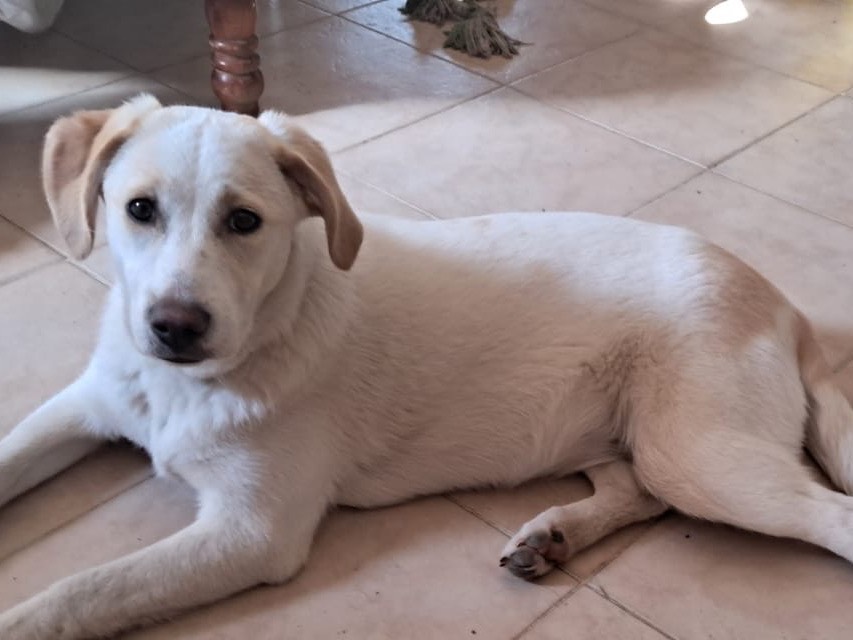 Vuoi adottare un cane a Milano?