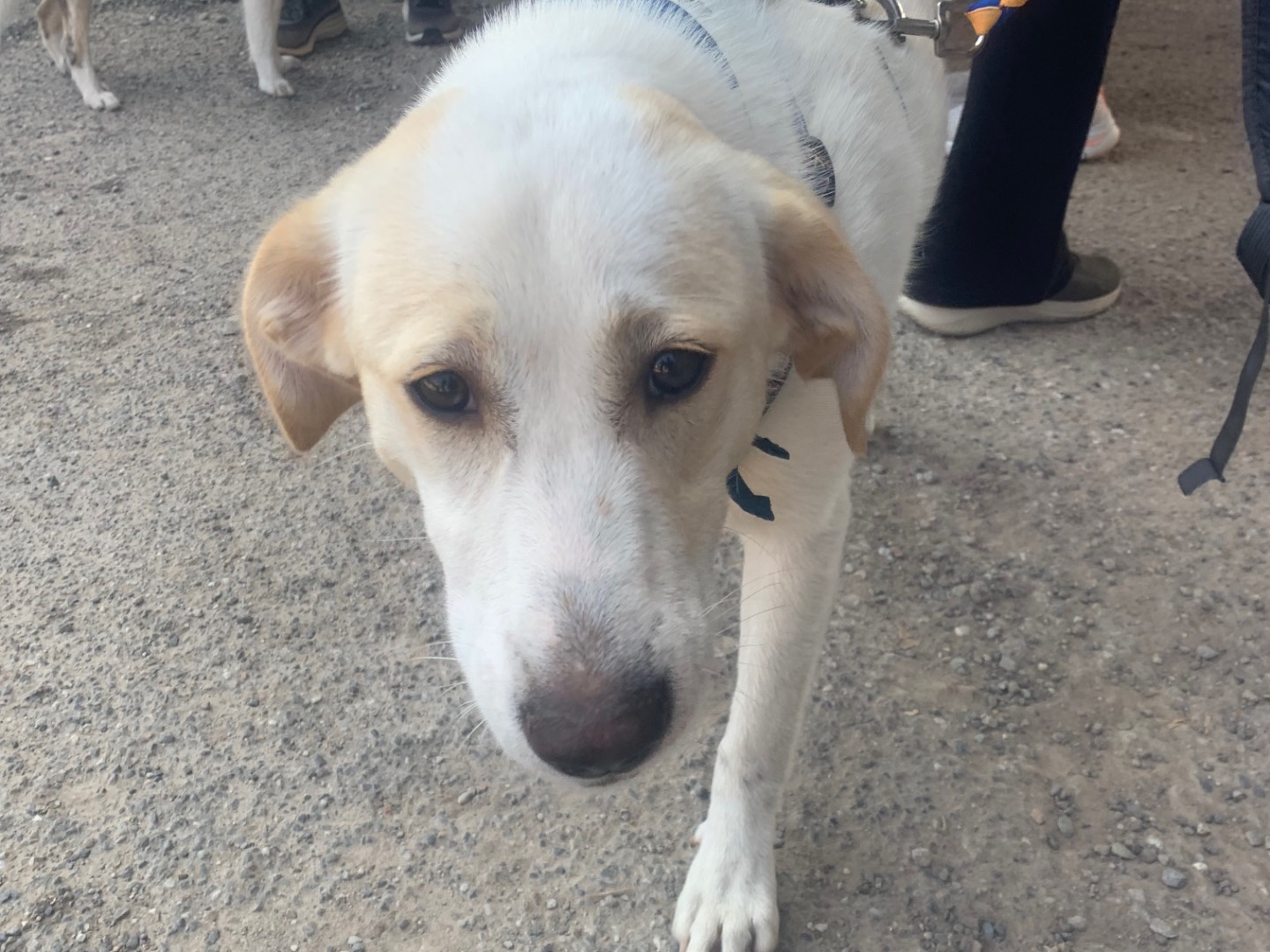 Adotta il cane Bianca a Milano