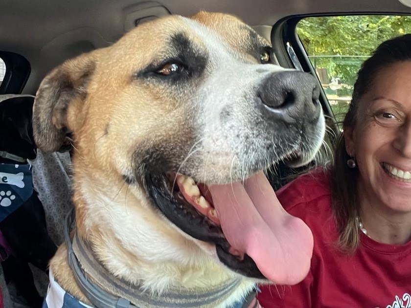 Vuoi adottare un cane a Milano?