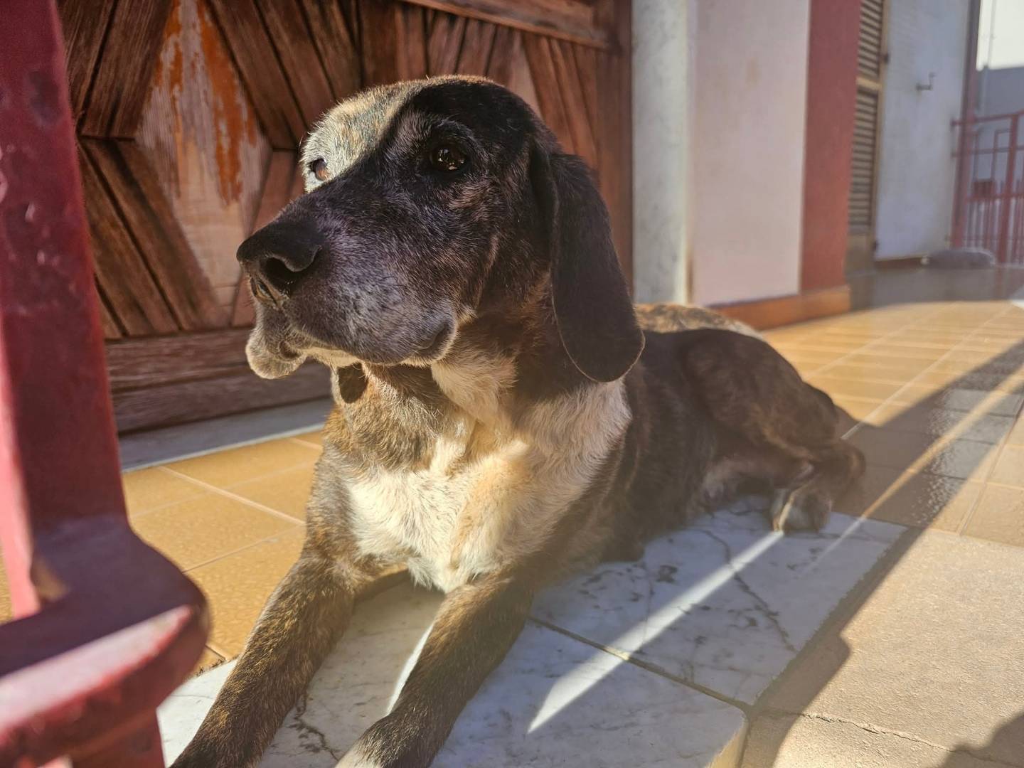 Foto dell'animale