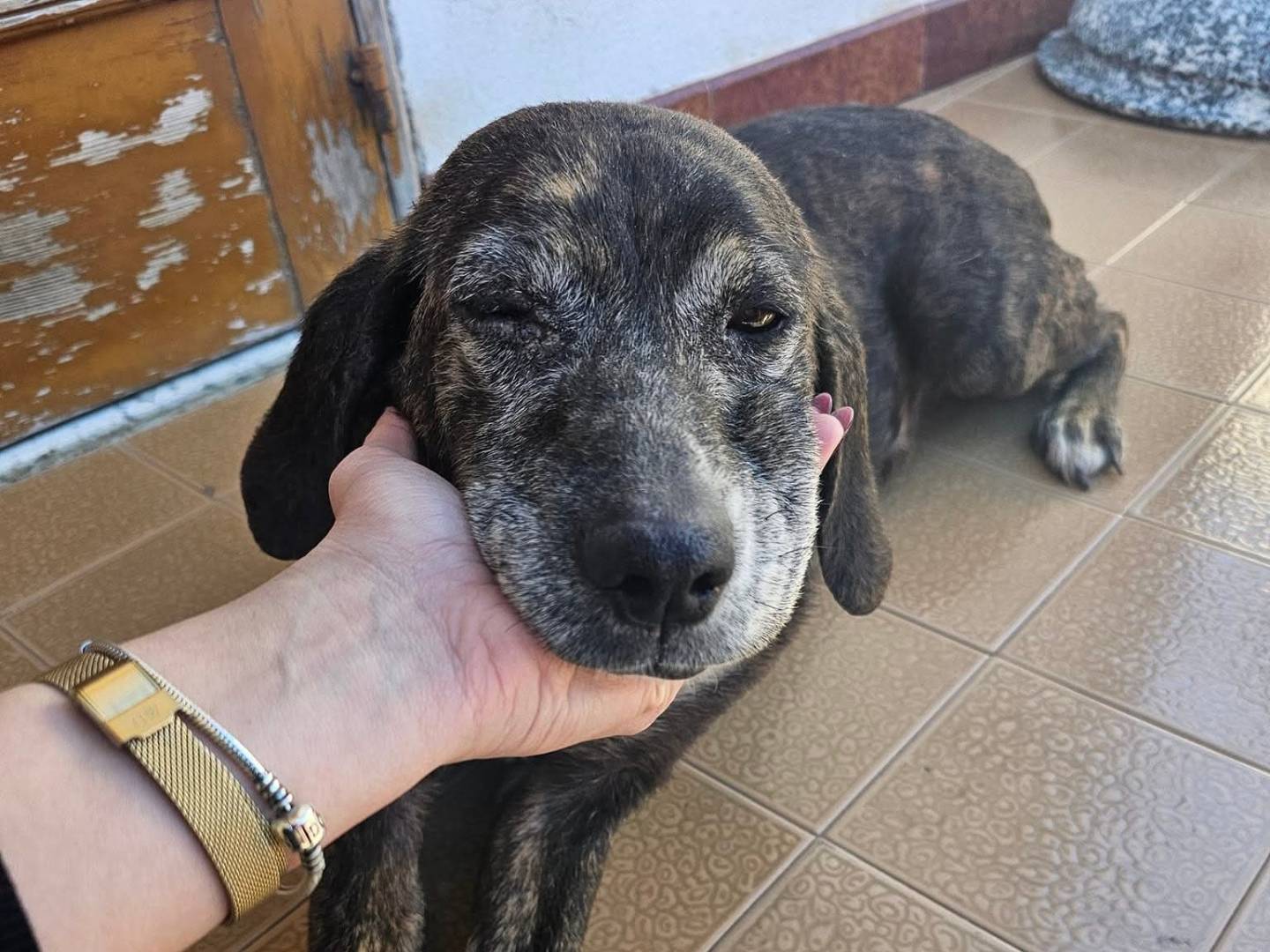 Adotta un cane, femmina, 9 anni  e 1 mese, Avellino