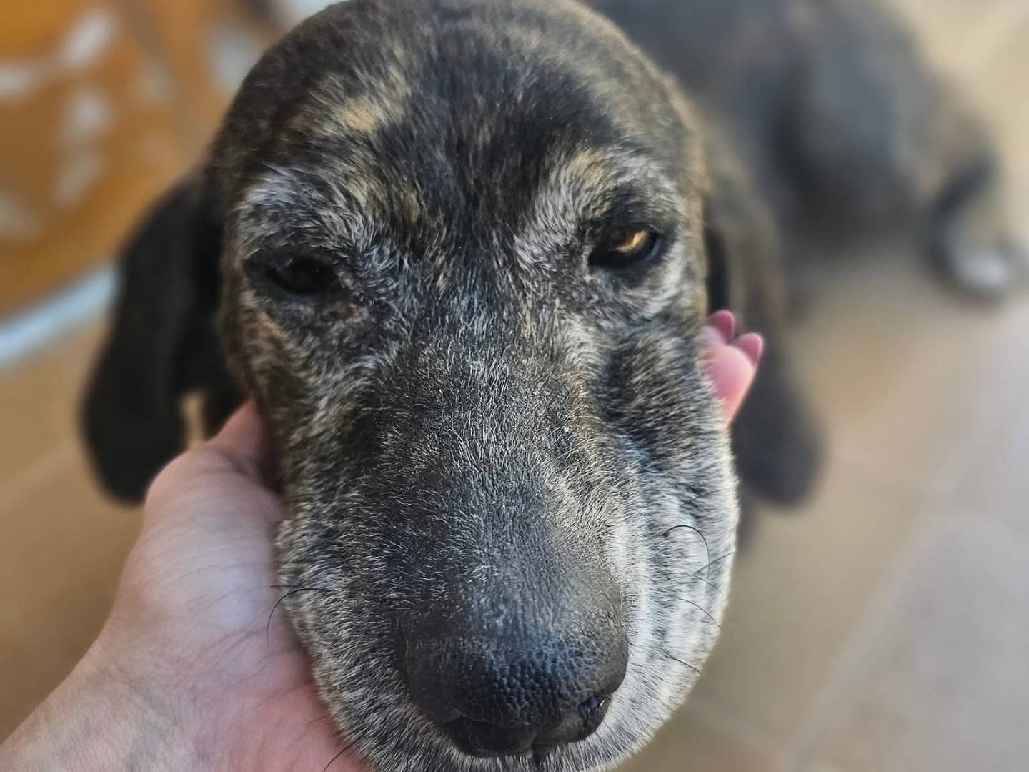 Adotta un cane, taglia media, femmina, Avellino
