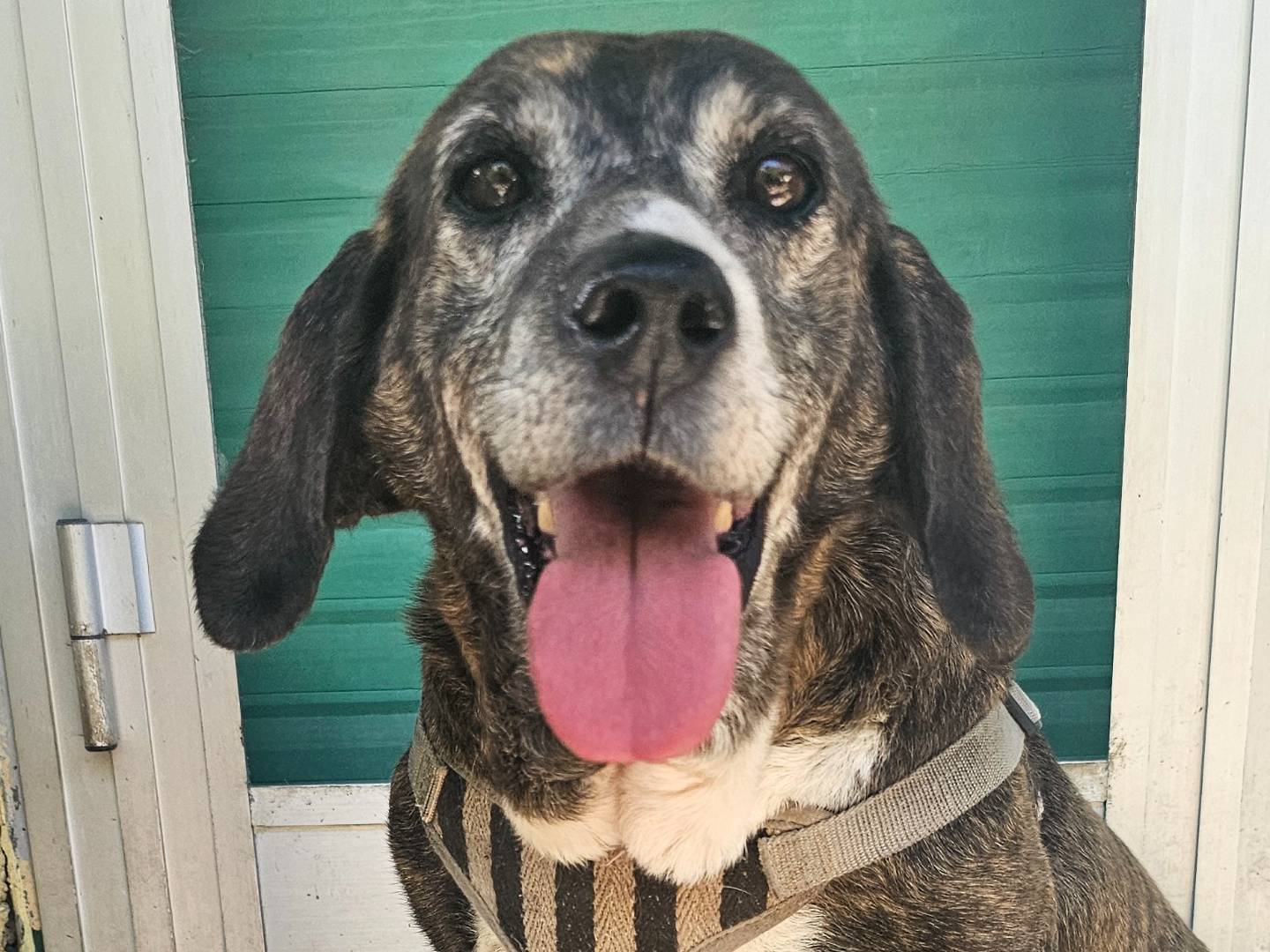 Vuoi adottare un cane a Avellino?