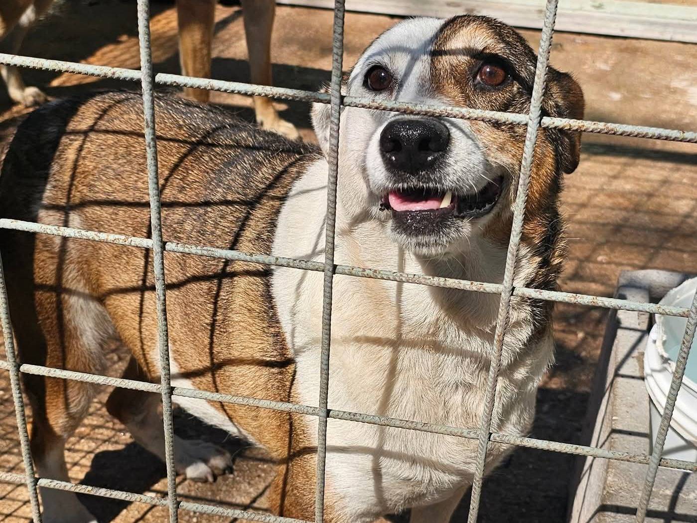Foto dell'animale