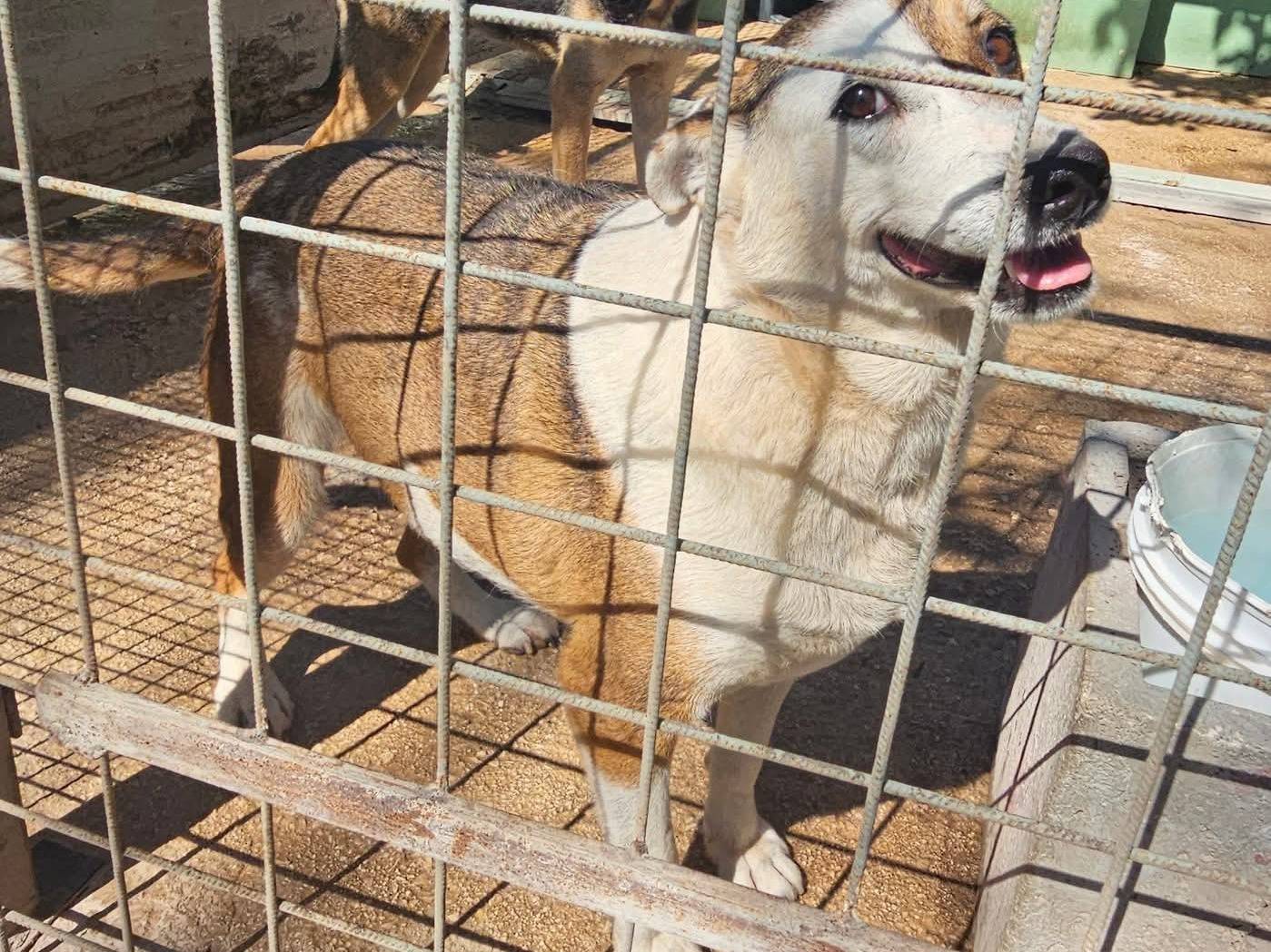 Adotta un cane, femmina, 10 anni , Napoli