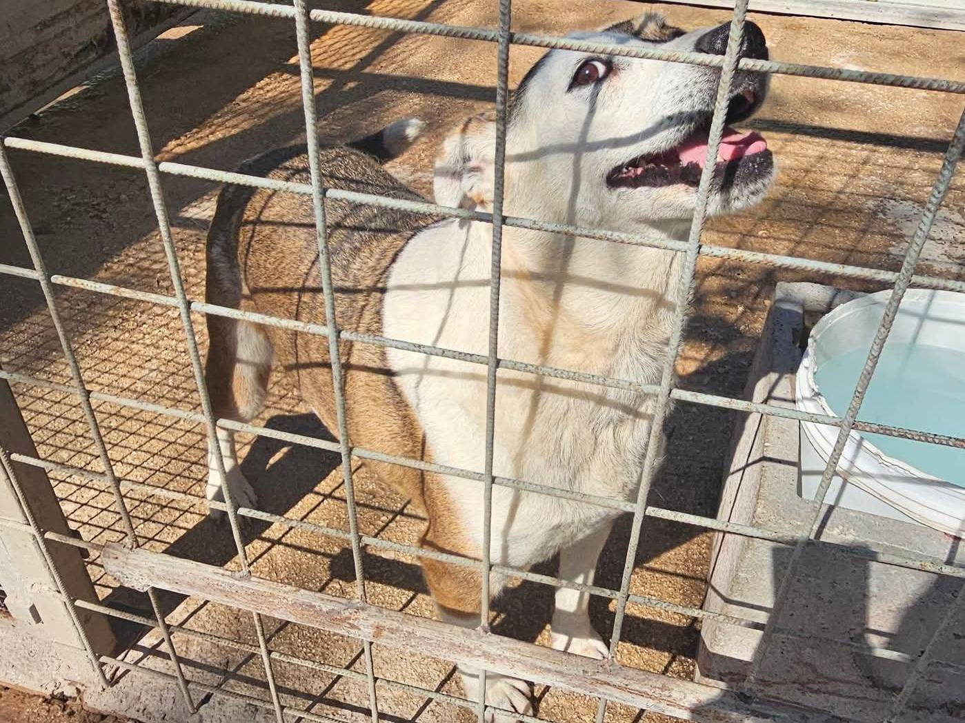 Adotta un cane, taglia media, femmina, Napoli
