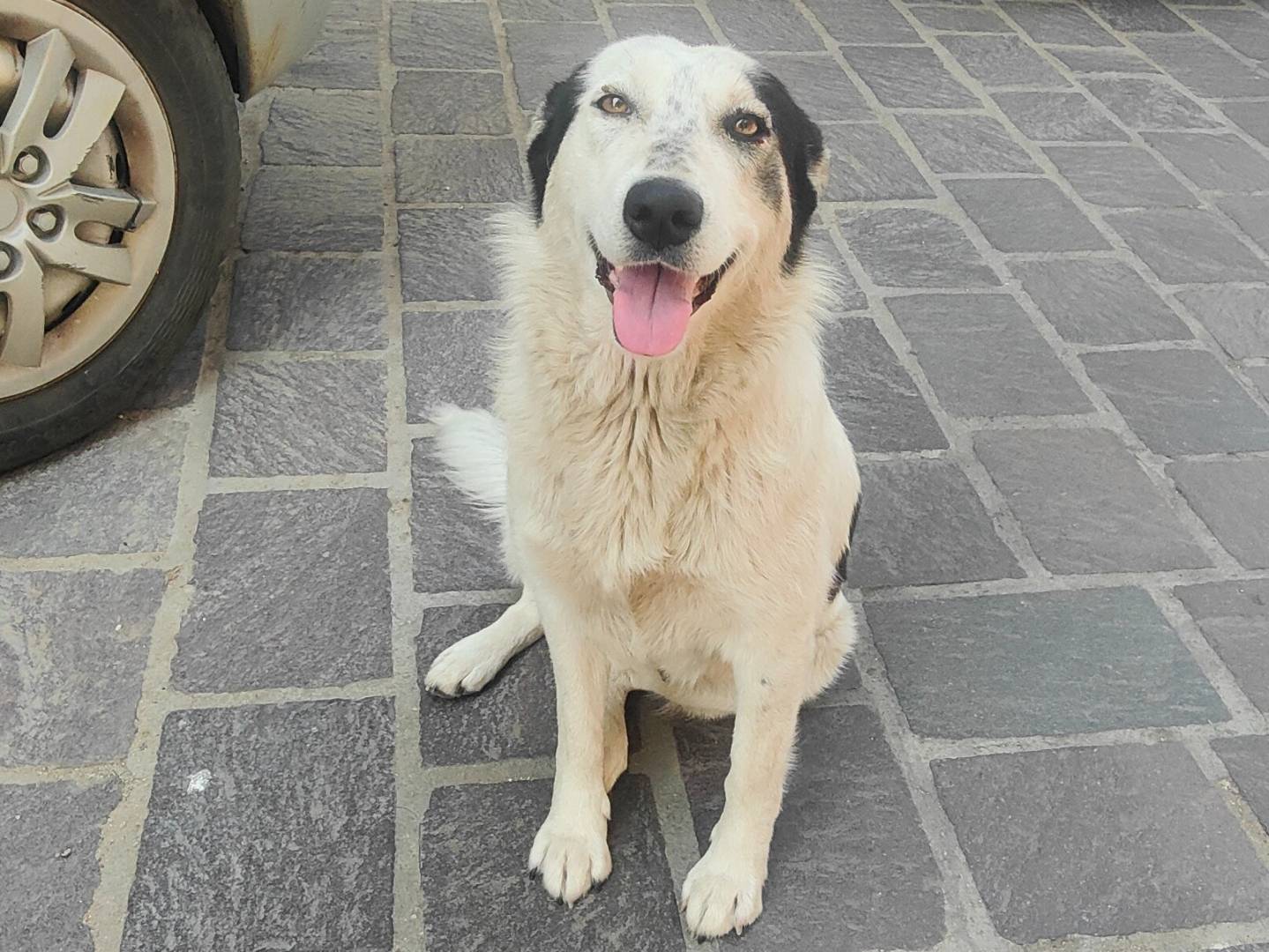 Adozione cane, femmina, Razza sconosciuta Razza sconosciuta, 1 anno e 5 mesi , taglia media contenuta, Vibo