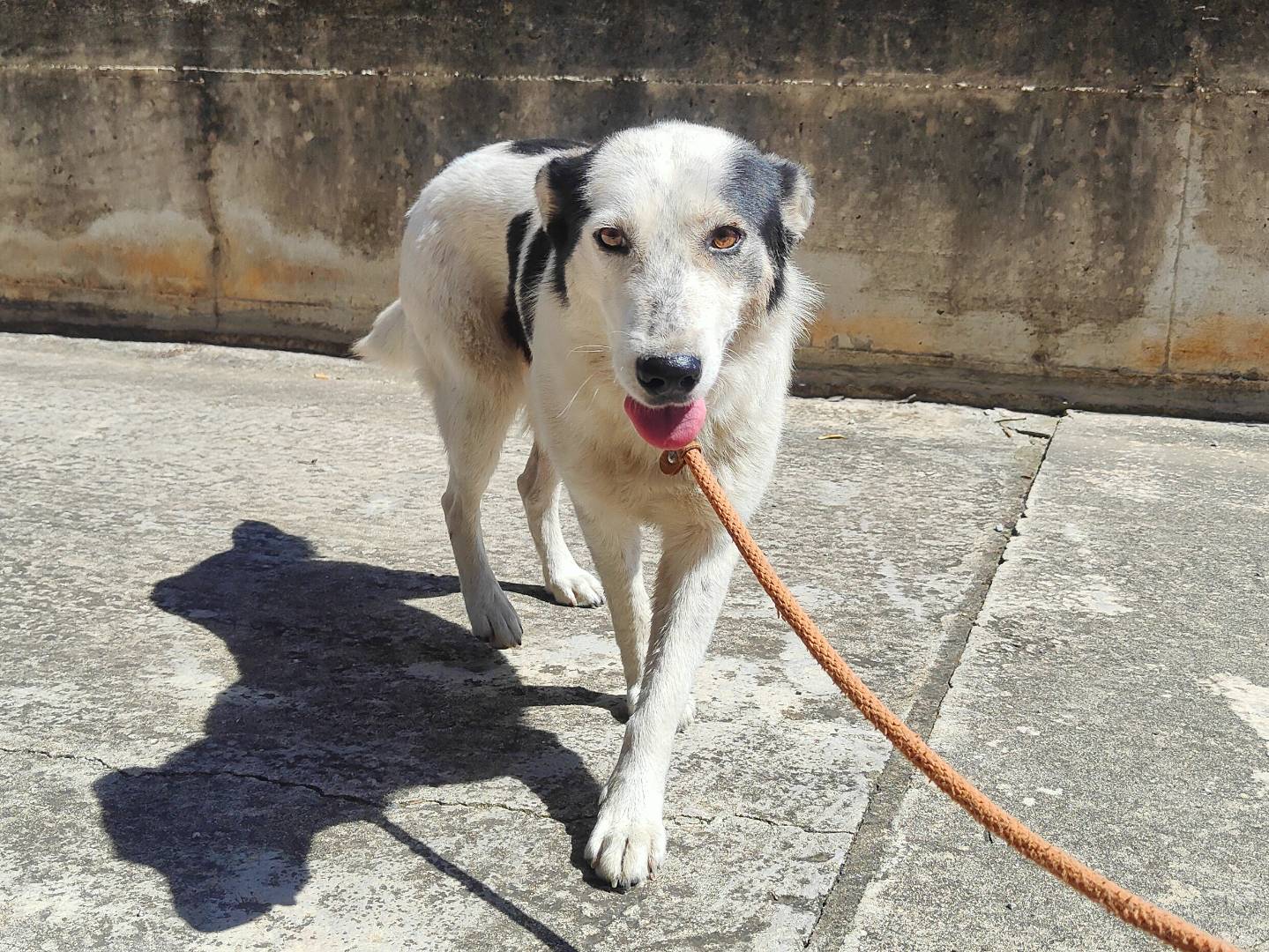 Adotta un cane, femmina, 1 anno e 5 mesi , Vibo