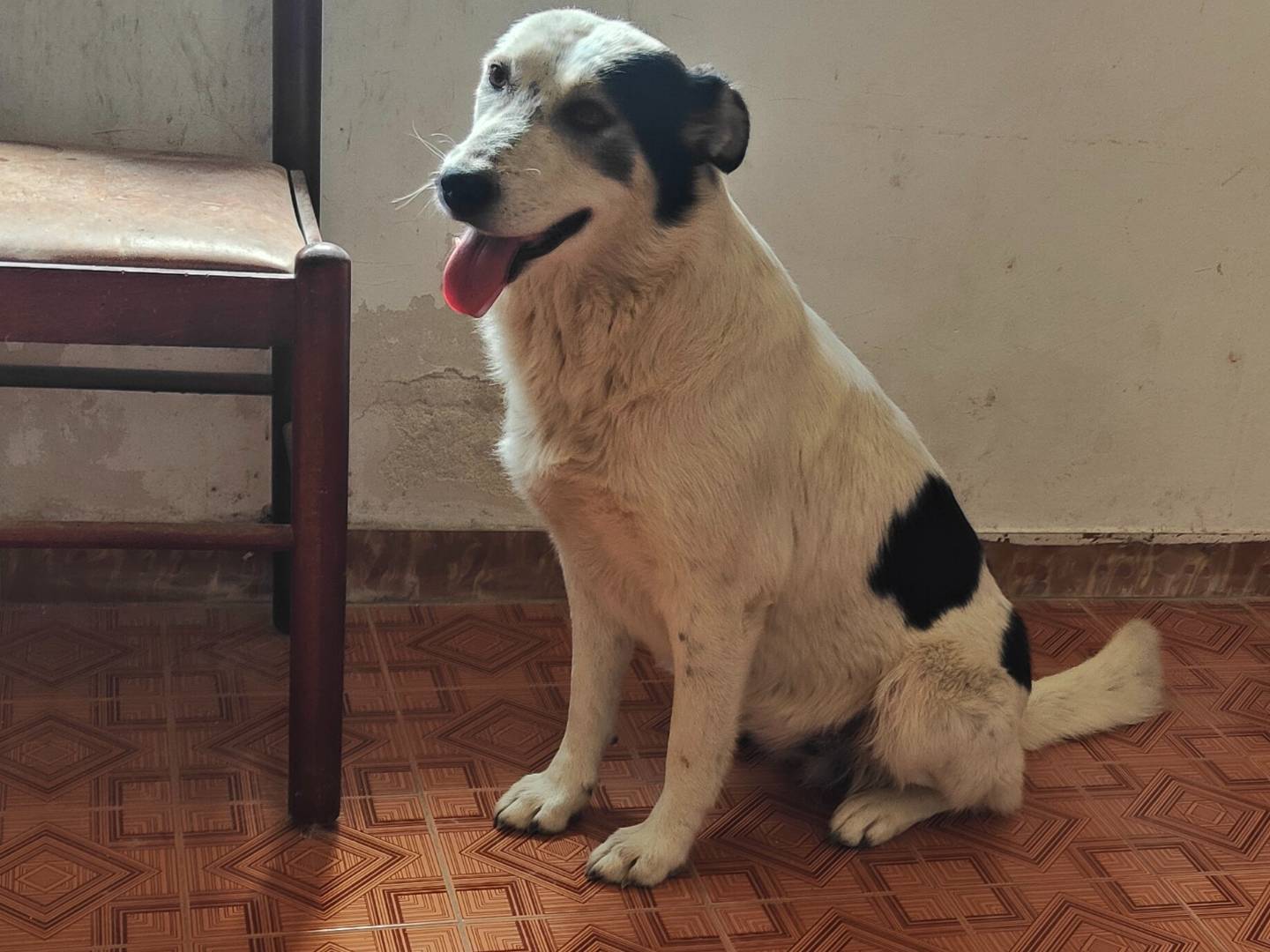 Adotta un cane, taglia media contenuta, femmina, Vibo