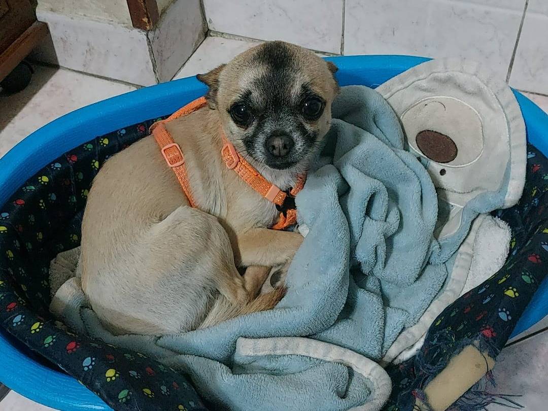 Adotta un cane, maschio, 4 anni  e 6 mesi , Napoli