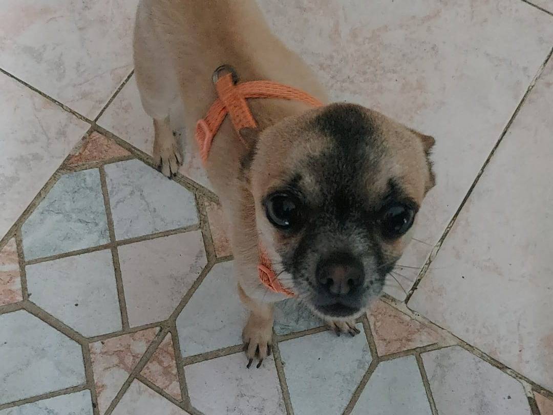 Adotta un cane, taglia piccola, maschio, Napoli