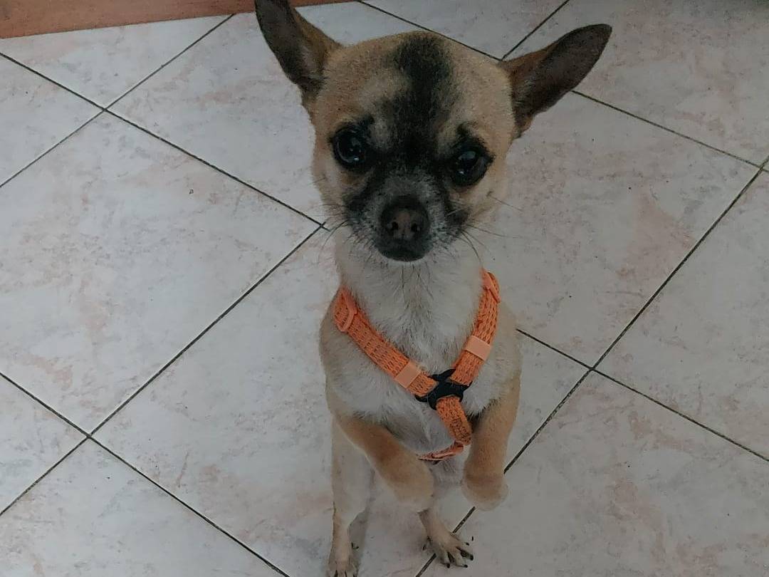 Vuoi adottare un cane a Napoli?