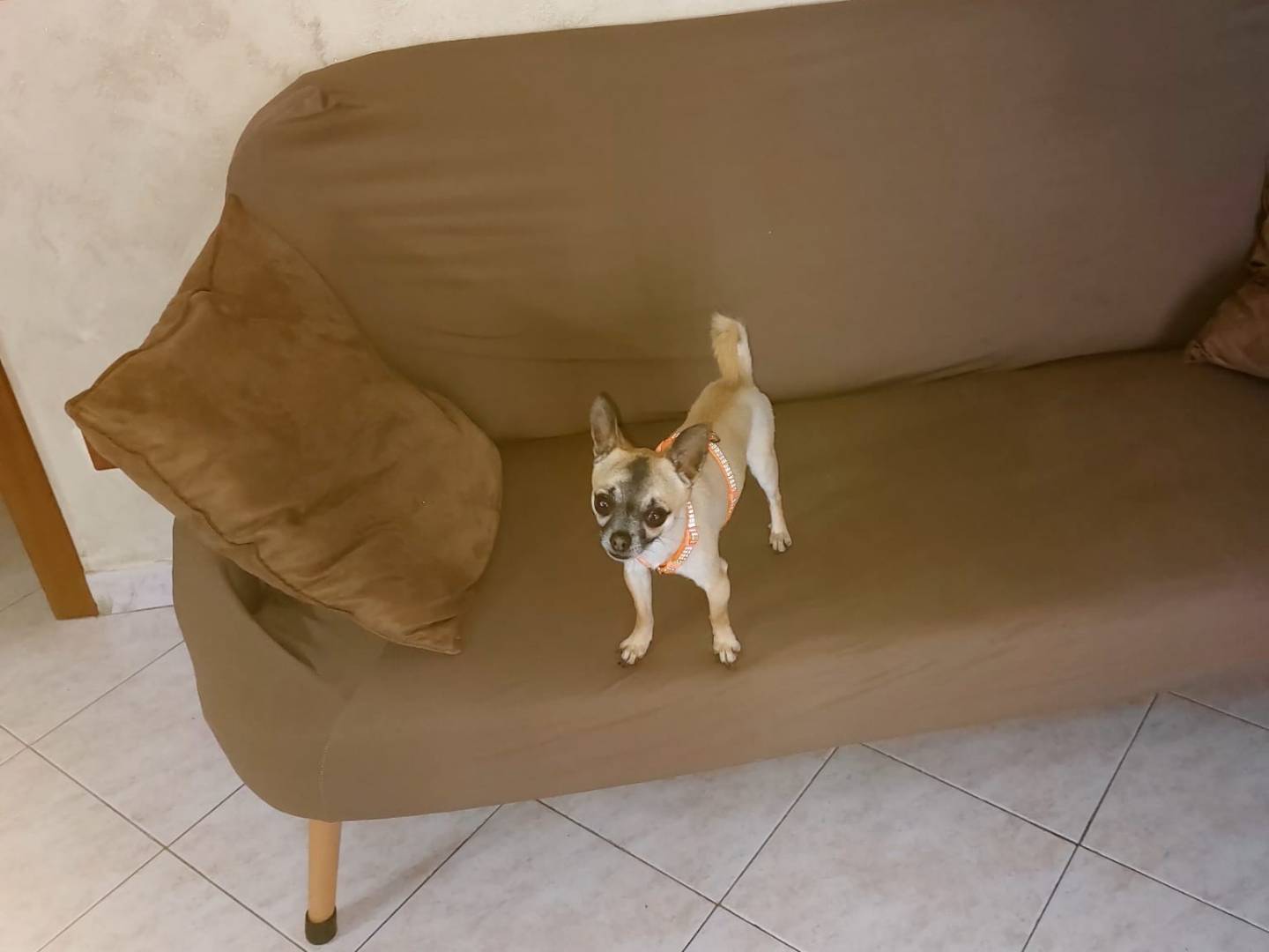Adotta il cane Chucky a Napoli